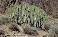 Euphorbia canariensis